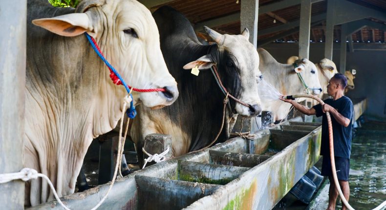 foto slider headline